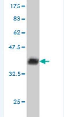 Western Blot: BANF1 Antibody (M1) [H00008815-M05]