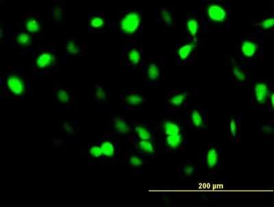 Immunocytochemistry/ Immunofluorescence: BANF1 Antibody (M2) [H00008815-M07]