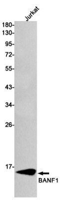 Western Blot: BANF1 Antibody (S09-3F2) [NBP3-19522]