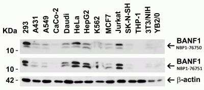 Western Blot: BANF1 AntibodyBSA Free [NBP1-76750]