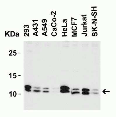 Western Blot: BANF1 AntibodyBSA Free [NBP1-76751]