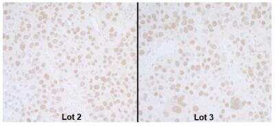 Immunohistochemistry: BANP Antibody [NB100-79784]