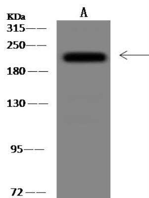 Western Blot: BAP28 Antibody [NBP3-12652]