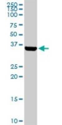 Western Blot: BARHL1 Antibody [H00056751-D01P]