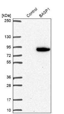 Western Blot: BASP1 Antibody [NBP2-14347]