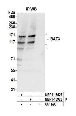 Immunoprecipitation: BAT3/BAG6 Antibody [NBP1-18928]