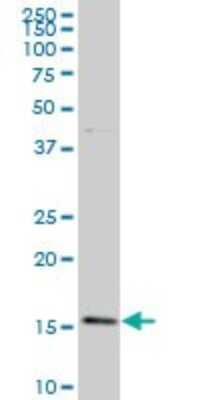 Western Blot: BATF Antibody (1G4) [H00010538-M03]