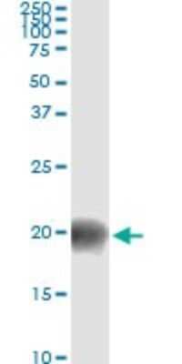 Immunoprecipitation: BATF Antibody (8A12) [H00010538-M01]