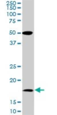 Western Blot: BATF Antibody (8A12) [H00010538-M01]