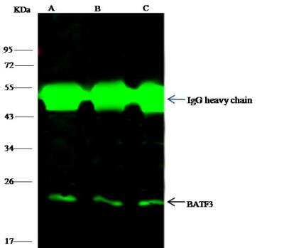 Immunoprecipitation: BATF3 Antibody [NBP3-12783]