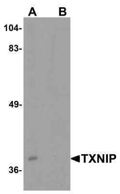 Western Blot: BATF3 AntibodyBSA Free [NBP2-41296]