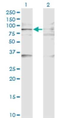 Western Blot: BAZ2B Antibody (2D10) [H00029994-M07]