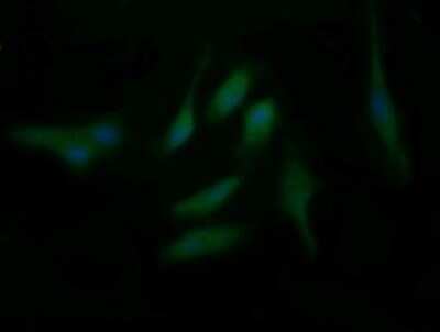 Immunofluorescence: BBOX1 Antibody (OTI4F9) [NBP2-45548]