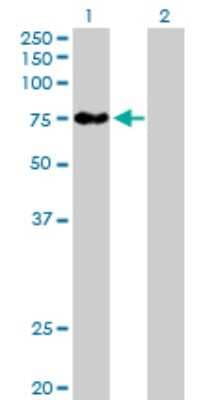 Western Blot: BBS12 Antibody [H00166379-B01P]