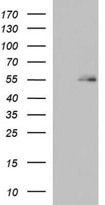 Western Blot: BBS4 Antibody (OTI2D5)Azide and BSA Free [NBP2-70241]