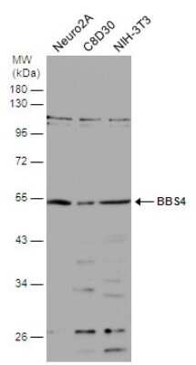 Western Blot: BBS4 Antibody [NBP3-12945]