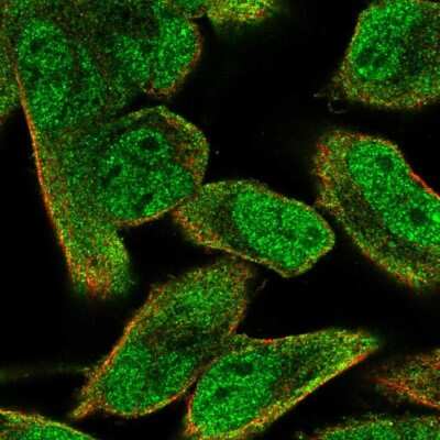 Immunocytochemistry/ Immunofluorescence: BCAP/PIK3AP1 Antibody [NBP2-38413]