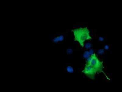 Flow Cytometry: BCAP/PIK3AP1 Antibody (OTI7A11) - Azide and BSA Free [NBP2-72368]