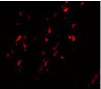 Immunocytochemistry/ Immunofluorescence: BCAS1 Antibody - BSA Free [NBP1-77123]