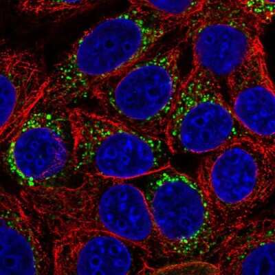 Immunocytochemistry/ Immunofluorescence: BCAS1 Antibody [NBP2-38736]