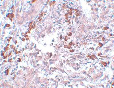 Immunohistochemistry-Paraffin: BCAS1 Antibody - BSA Free [NBP1-77123]