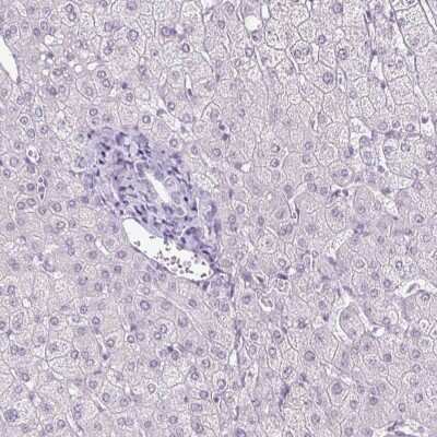 Immunohistochemistry-Paraffin: BCAS1 Antibody [NBP2-38658]