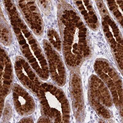 Immunohistochemistry-Paraffin: BCAS1 Antibody [NBP2-38658]