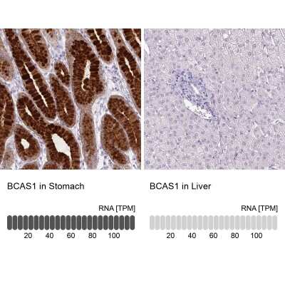 Immunohistochemistry-Paraffin: BCAS1 Antibody [NBP2-38658]