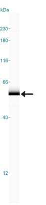 Simple Western: BCAS1 AntibodyBSA Free [NB100-681]