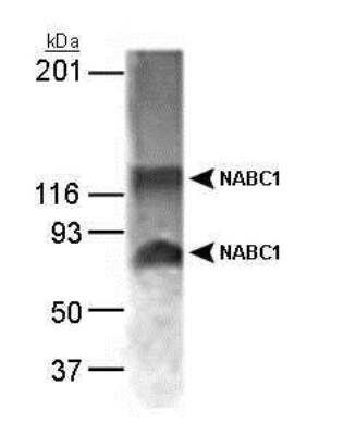 Western Blot: BCAS1 AntibodyBSA Free [NB100-681]