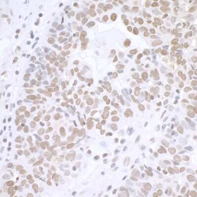 Immunohistochemistry-Paraffin: BCAS2 Antibody [NB110-40681]