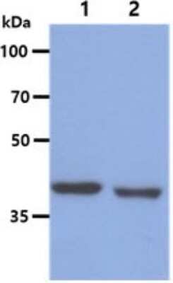 Western Blot: BCAT1 Antibody (3C8)BSA Free [NBP2-59430]