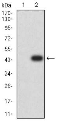 Western Blot: BCAT2 Antibody (7G3A11)BSA Free [NBP2-61699]