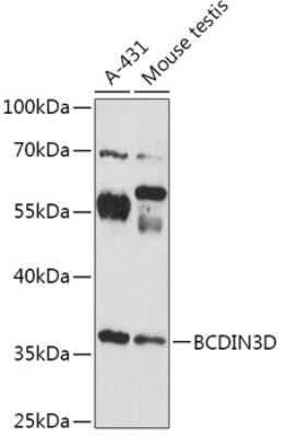 Western Blot: BCDIN3D AntibodyAzide and BSA Free [NBP3-04633]
