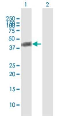 Western Blot: BCKDHA Antibody [H00000593-B01P]