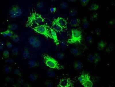 Immunocytochemistry/ Immunofluorescence: BCKDK Antibody (OTI11C9) - Azide and BSA Free [NBP2-71573]