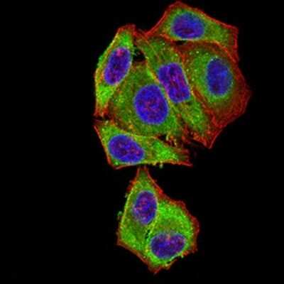 Immunocytochemistry/ Immunofluorescence: BCL-W/BCL2L2 Antibody (4G12E6) - BSA Free [NBP2-61706]