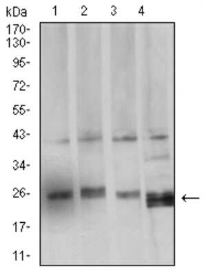 Western Blot: BCL-W/BCL2L2 Antibody (4G12E6)BSA Free [NBP2-61706]