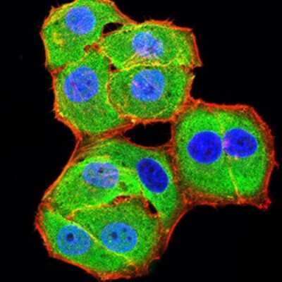 Immunocytochemistry/ Immunofluorescence: BCL11B Antibody (1F8G8) - BSA Free [NBP2-61702]