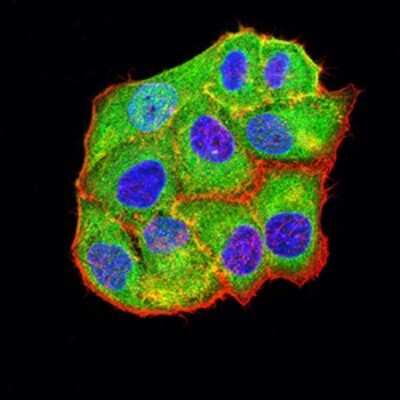 Immunocytochemistry/ Immunofluorescence: BCL2L10 Antibody (8A2F9) - BSA Free [NBP2-61703]