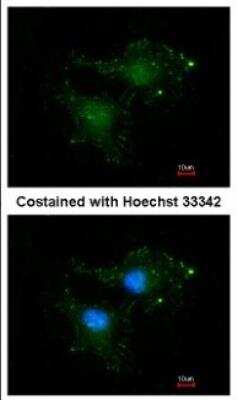 Immunocytochemistry/ Immunofluorescence: BCL2L10 Antibody [NBP2-15557]