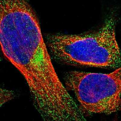 Immunocytochemistry/ Immunofluorescence: BCL2L12 Antibody [NBP1-86025]