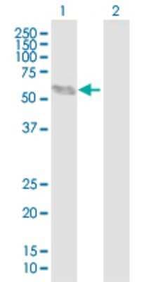 Western Blot: BCL6B Antibody [H00255877-B01P]