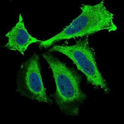Immunocytochemistry/ Immunofluorescence: BDNF Antibody (3D9C5) - BSA Free [NBP2-37276]