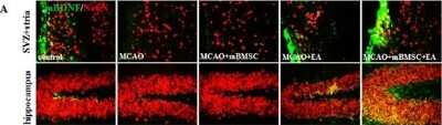 Immunohistochemistry: BDNF Antibody [NB100-98682]