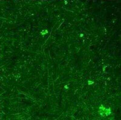 Immunohistochemistry: BDNF Antibody [NBP1-59304]