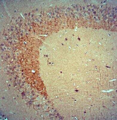 Immunohistochemistry-Paraffin: BDNF Antibody [NBP1-46750]