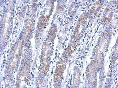 Immunohistochemistry-Paraffin: BEND2 Antibody [NBP2-15562]