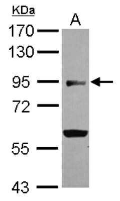 Western Blot: BEND2 Antibody [NBP2-15562]