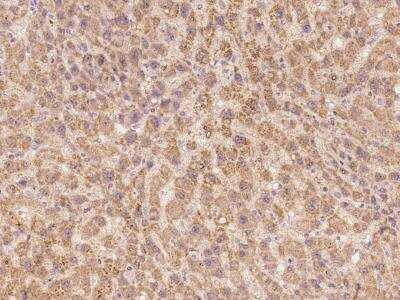 Immunohistochemistry-Paraffin: BEND7 Antibody [NBP3-06262]